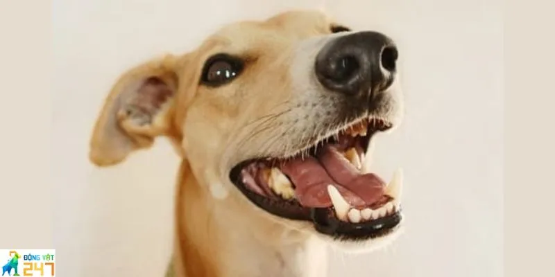 Cách giải quyết khi chó bị sâu răng