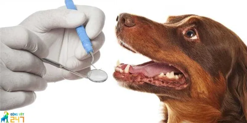 Chó bị gãy răng phải làm sao?