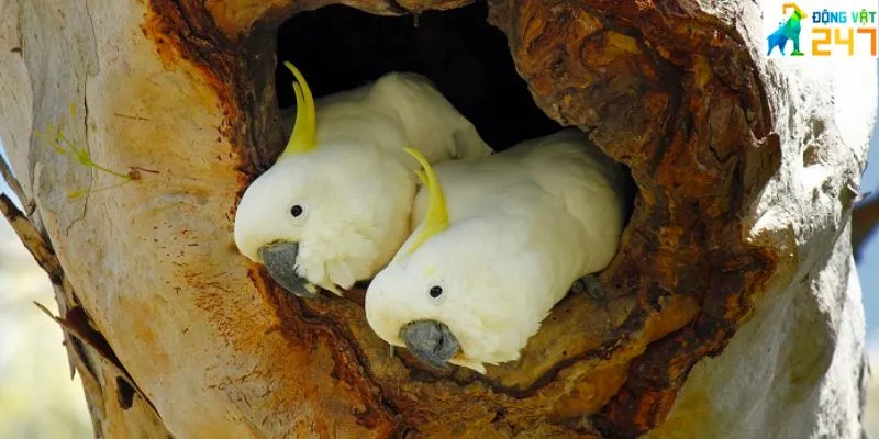 Giới thiệu về vẹt Cockatoo
