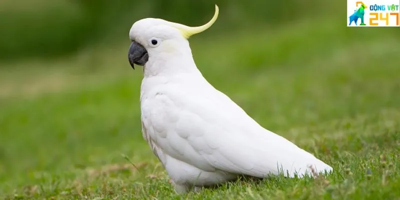 Ngoại hình của vẹt Cockatoo