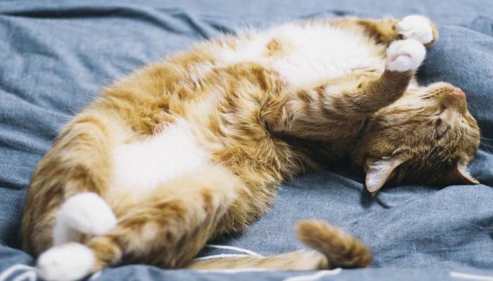 Hình ảnh mèo nằm ngủ đáng yêu