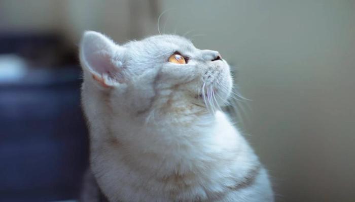 Hình ảnh mèo anh lông ngắn đẹp xinh cute