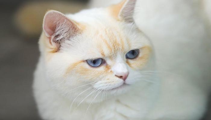 Hình ảnh mèo anh lông ngắn đẹp xinh cute
