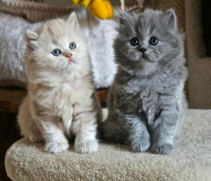 Hình 2 con mèo cute