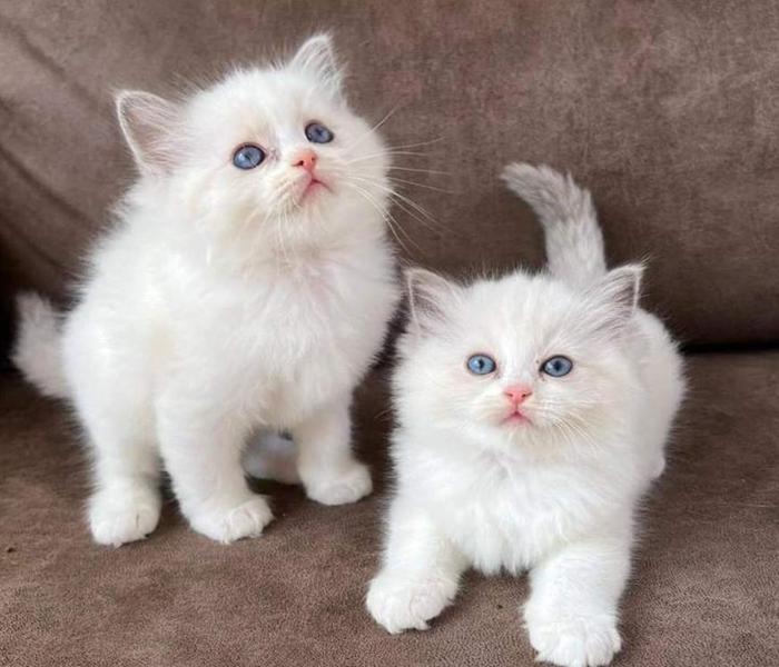 Hình 2 con mèo cute