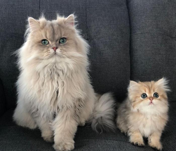 Hình 2 con mèo cute