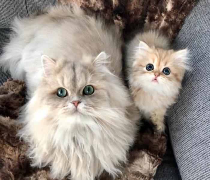 Hình 2 con mèo cute