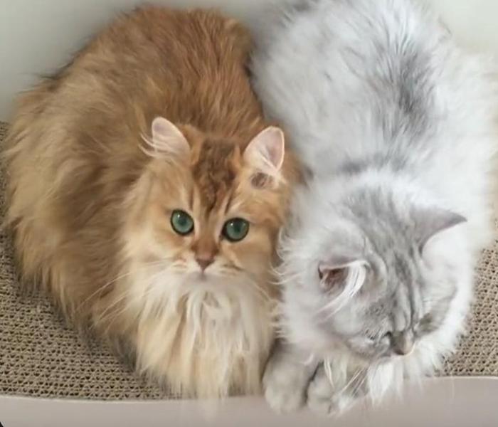 Hình 2 con mèo cute