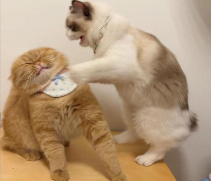 Hình đại diện đôi mèo đánh nhau