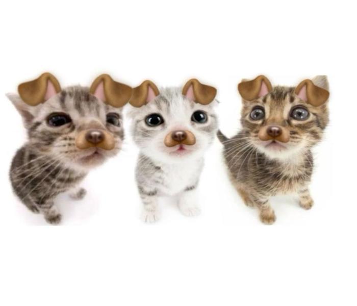 Bộ ảnh 3 con mèo meme hài hước