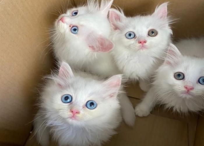 Hình 4 con mèo đáng yêu