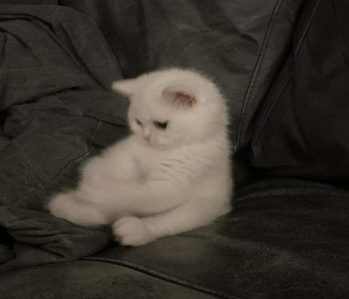 Ảnh mèo buồn đáng yêu cute xỉu