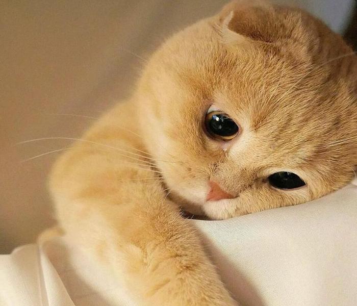 Ảnh mèo buồn đáng yêu cute xỉu