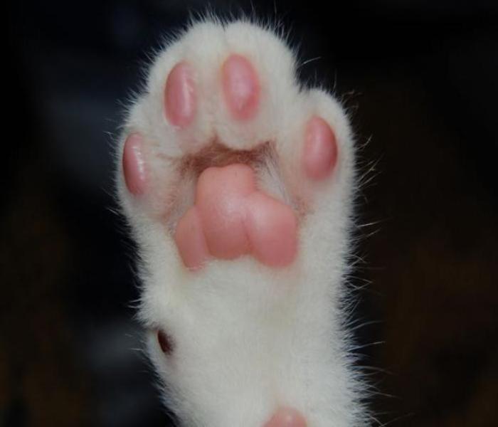 Ảnh chân mèo chân thật hình ảnh cute