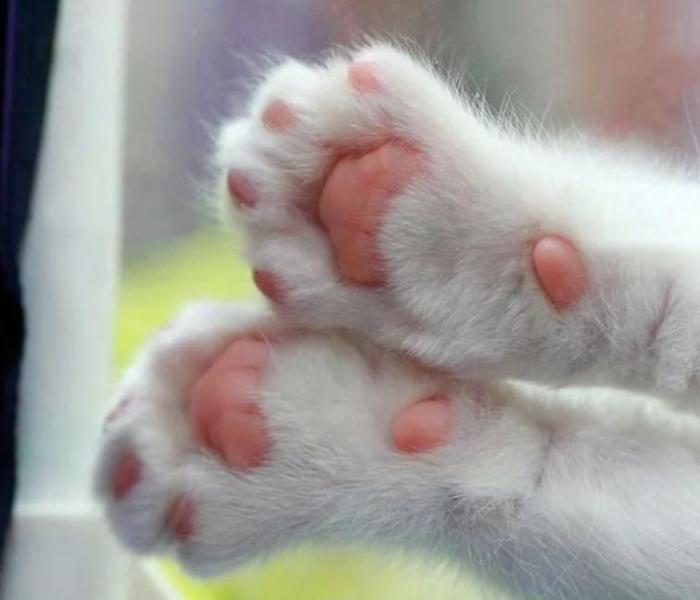 Ảnh chân mèo chân thật hình ảnh cute