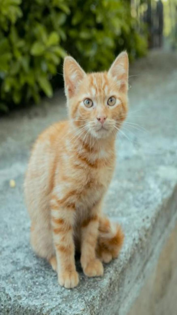 Hình nền điện thoại ảnh mèo vàng cute