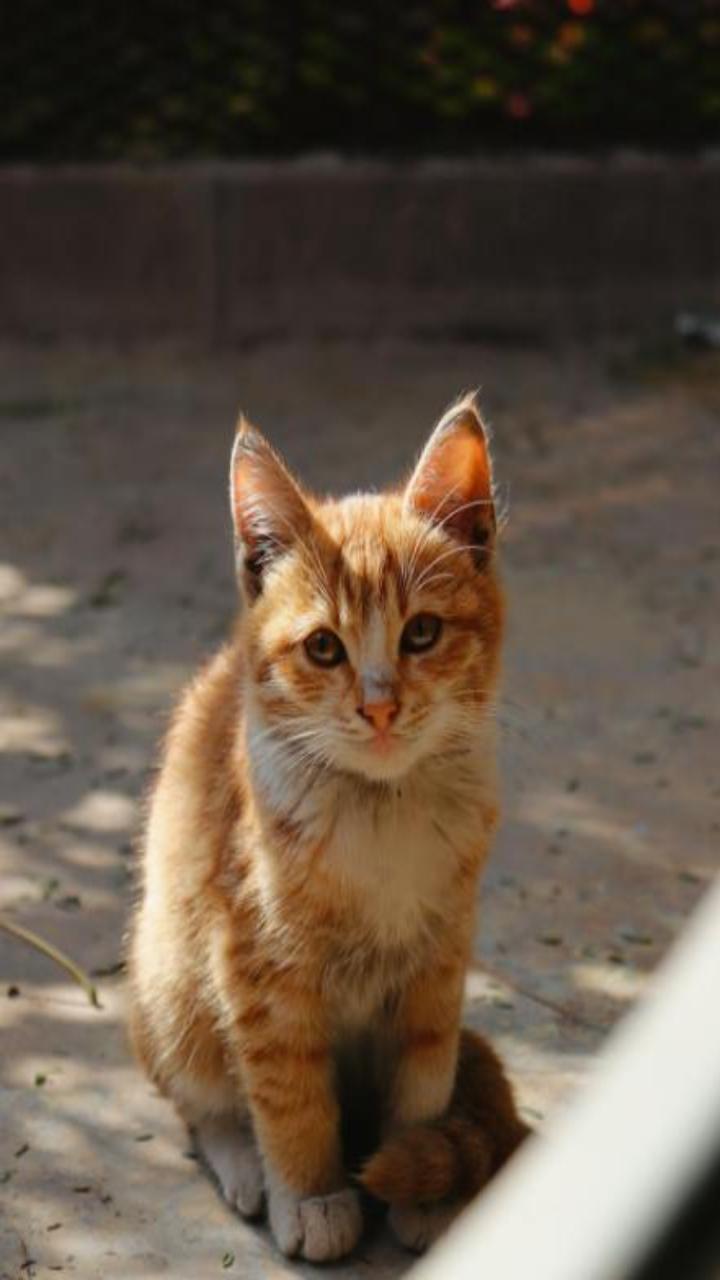 Hình nền điện thoại ảnh mèo vàng cute