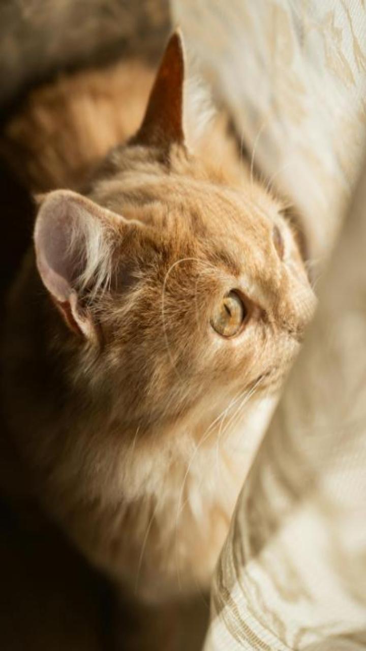 Hình nền điện thoại ảnh mèo vàng cute