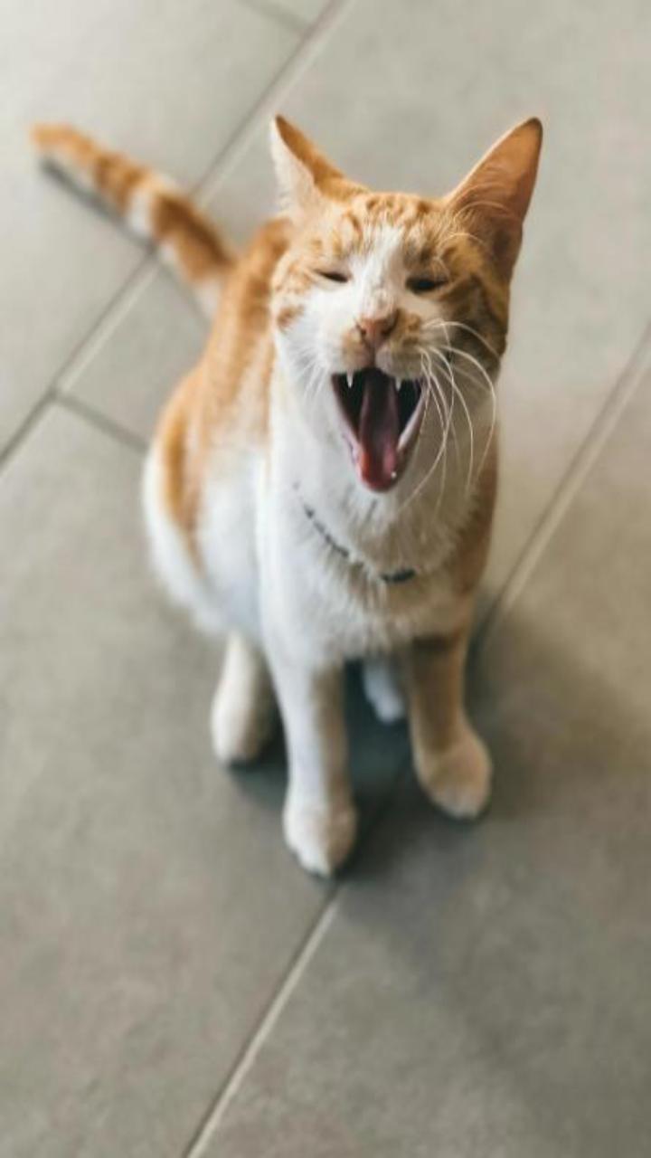 Hình nền điện thoại ảnh mèo vàng cute