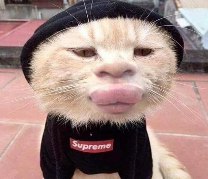 Hình ảnh mặt mèo meme cực bựa, lầy lội