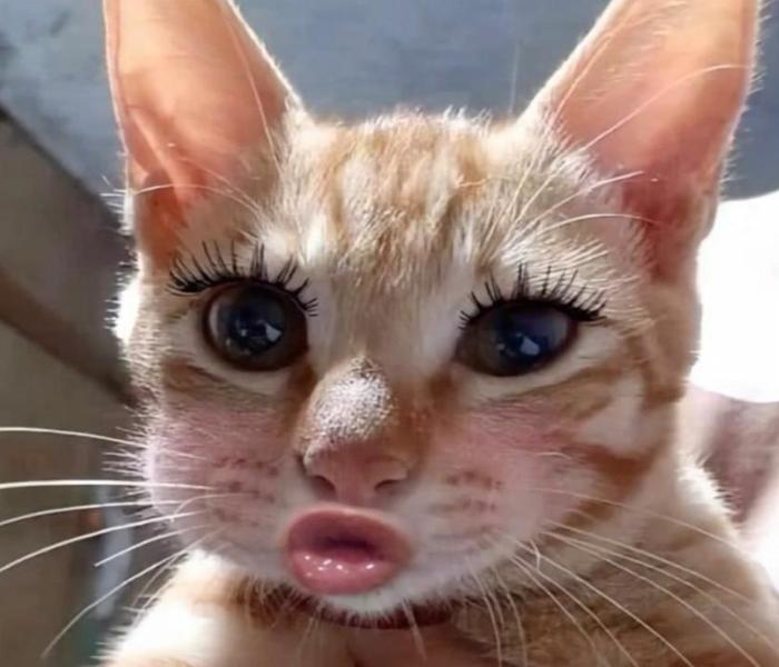 Hình ảnh mặt mèo meme cực bựa, lầy lội