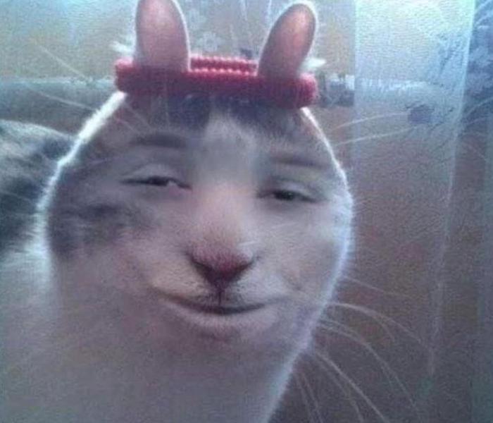 Bộ ảnh mèo meme hài hước, bựa