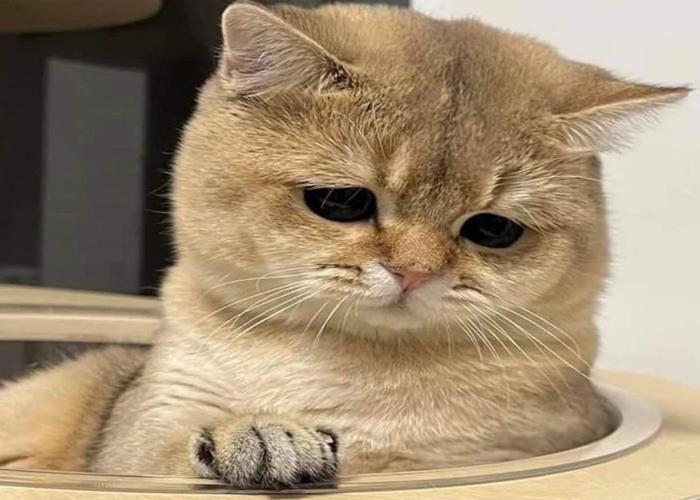 Ảnh mặt mèo buồn tâm trạng