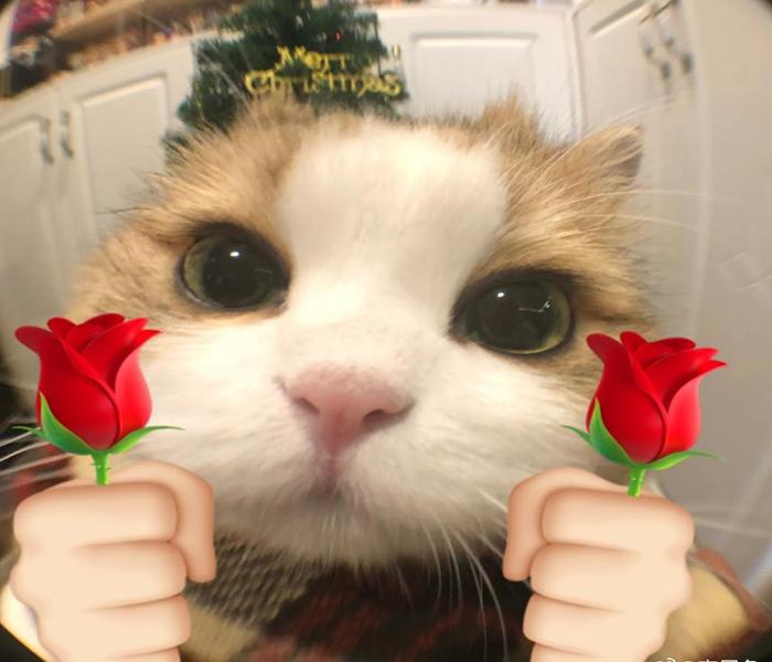 977+ Hình Ảnh Mèo Meme Cute, hài Hước – Avatar, Hình Nền Miễn Phí
