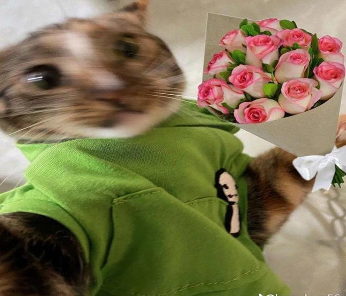 Ảnh meme mèo tặng hoa