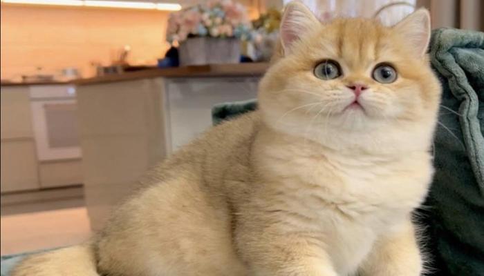 Hình ảnh mèo anh ba tư đẹp xỉu