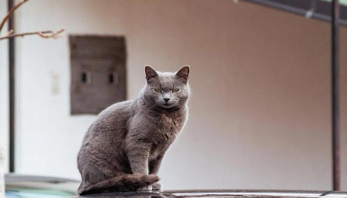 Hình ảnh mèo anh lông ngắn đẹp xinh cute