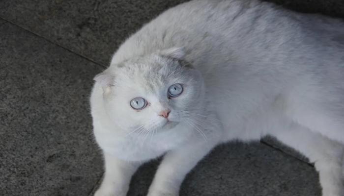 Hình ảnh mèo anh lông ngắn đẹp xinh cute