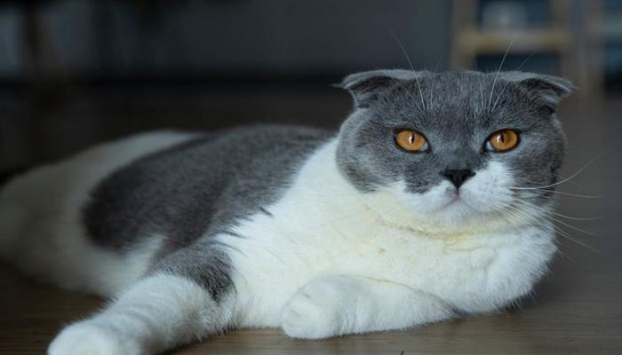 Hình ảnh mèo anh lông ngắn đẹp xinh cute