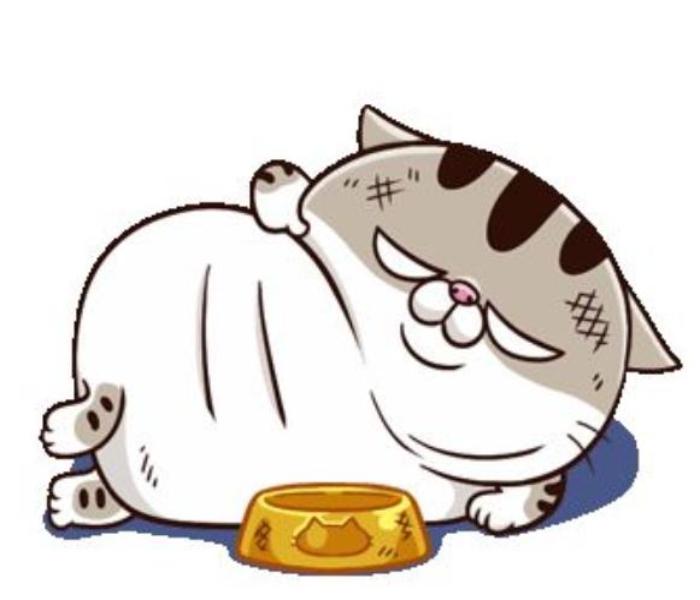 Ảnh mèo béo đáng yêu cute