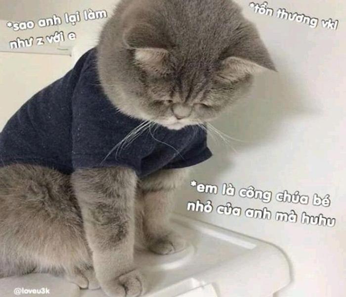 Hình ảnh mèo buồn meme hài hước