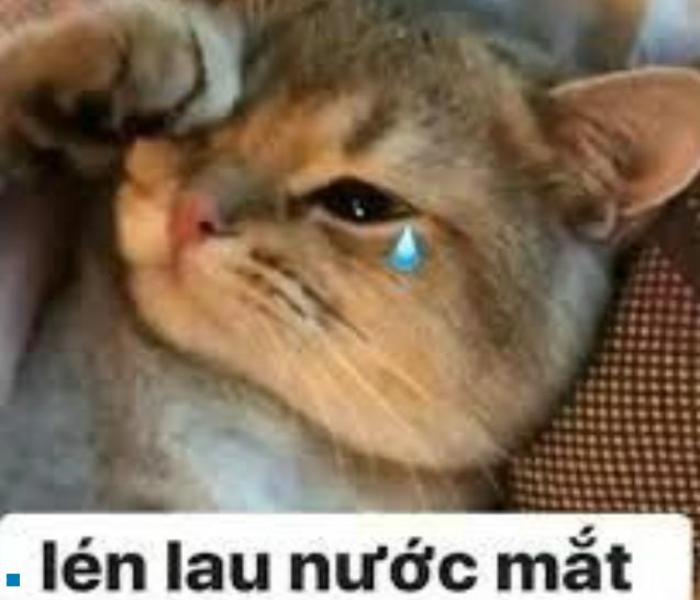 Hình ảnh mèo buồn meme hài hước
