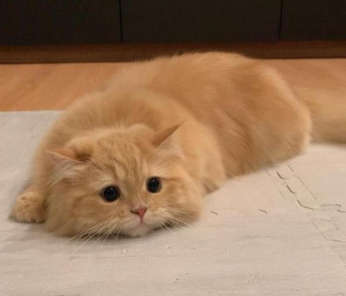 Hình mèo buồn dễ thương cute
