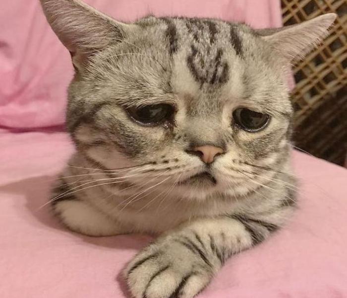 Hình ảnh mèo buồn meme hài hước