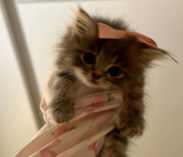 Hình mèo cái cute dễ thương