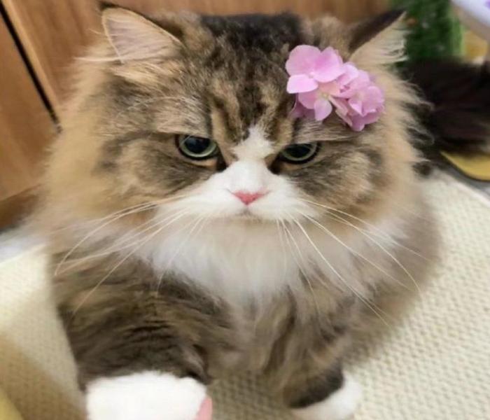 Hình mèo cái cute dễ thương