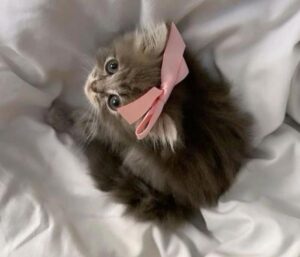 Hình mèo cái cute dễ thương