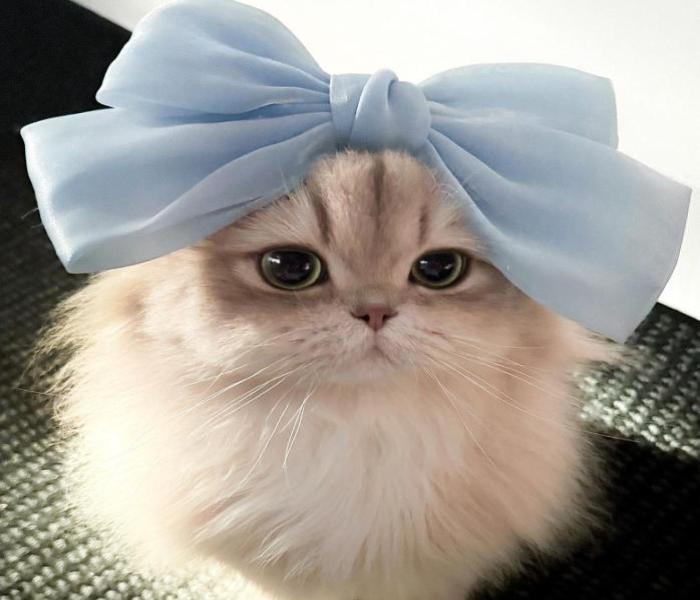 Hình mèo cái cute dễ thương