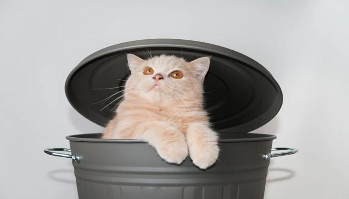 Hình ảnh con mèo cái đẹp nhất mạng xã hội