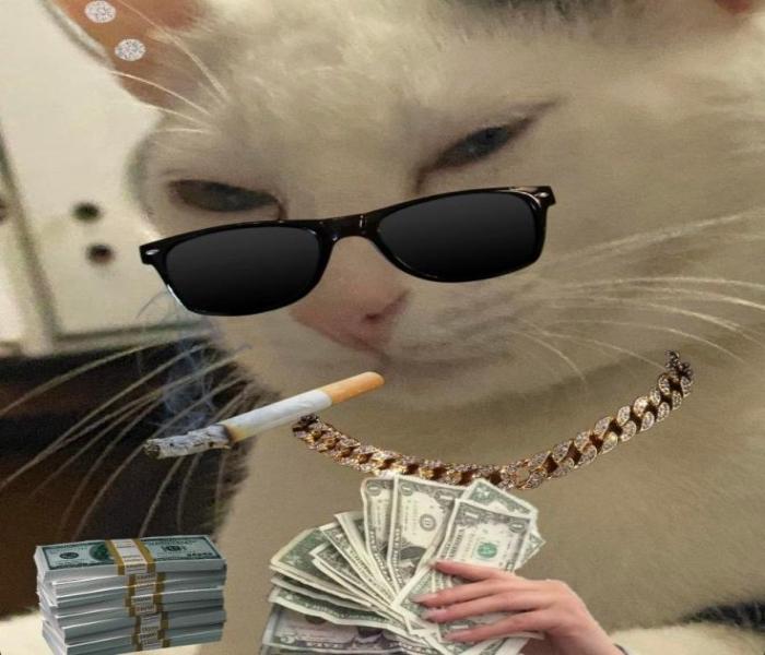 Ảnh meme mèo cầm tiền hài hước