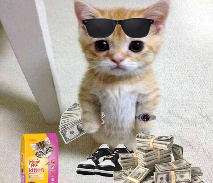 Ảnh meme mèo cầm tiền hài hước
