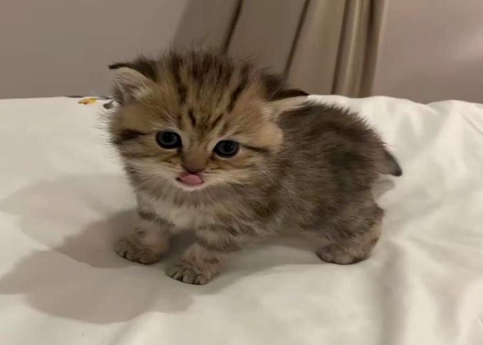 Hình ảnh mèo chân ngắn siêu đáng yêu dễ thương