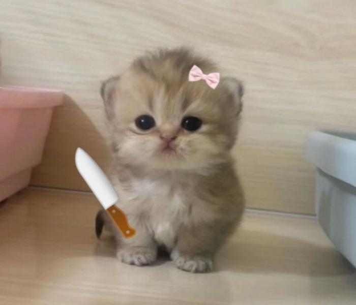 Hình ảnh mèo con hài hước meme