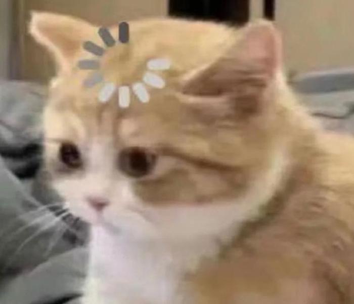 Hình ảnh mèo con hài hước meme