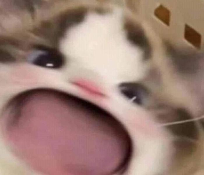 Hình ảnh mèo con hài hước meme