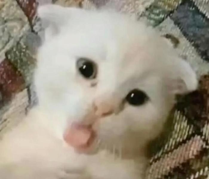 Hình ảnh mèo con hài hước meme